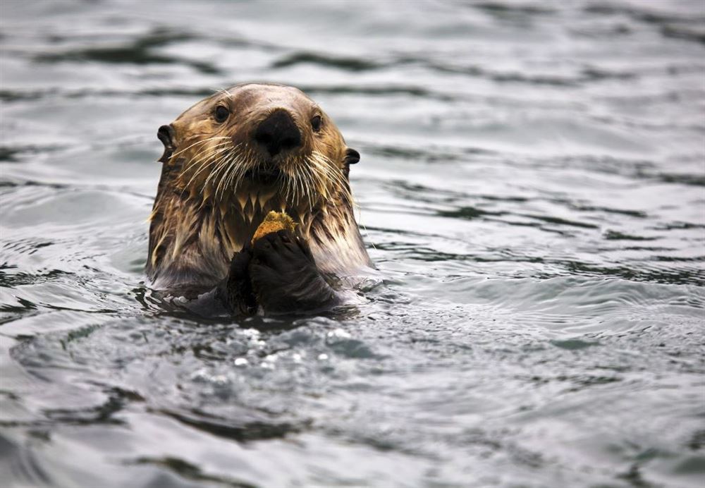 Glacier Bay Lodge Tour 196 - 3 days / 2 nights — 5